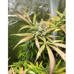 Kali Mist genetics, Фасовка: 5+2